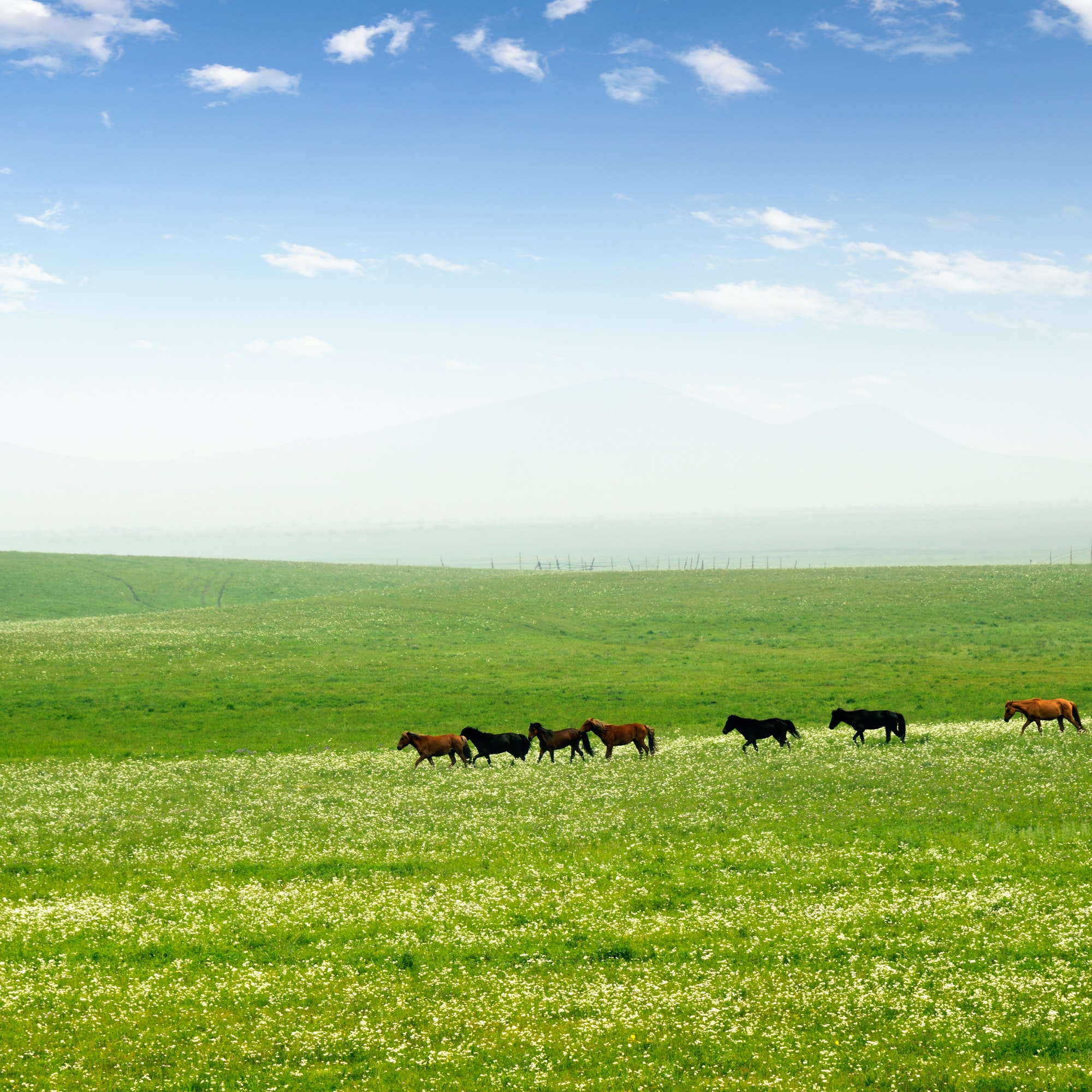 Horse on the grassland