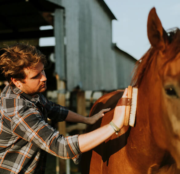 man-brushing-the-horse