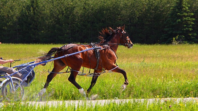 standardbred horse