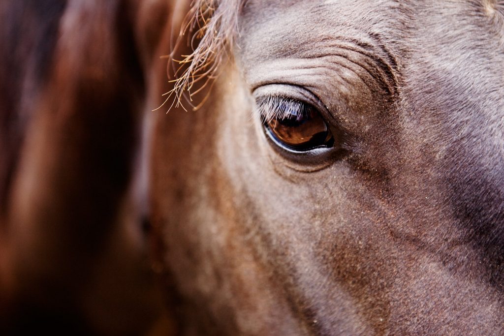 Morgan Horse Eye