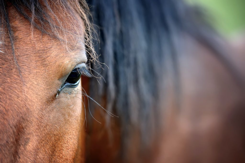 Eye of arabian bay horse