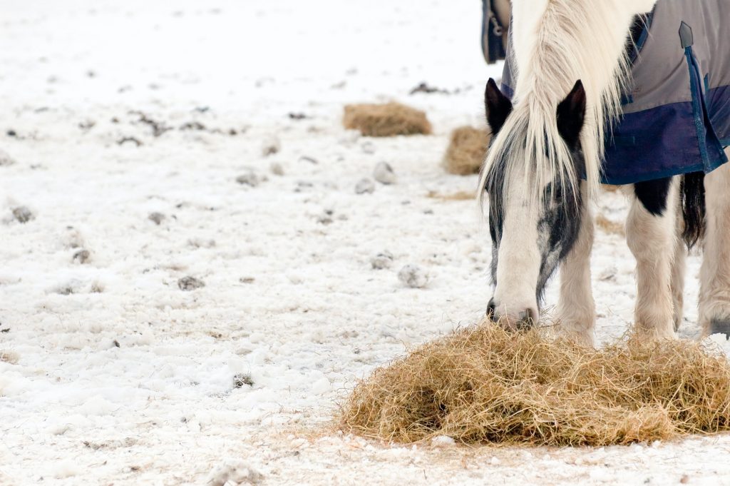 horse feeding