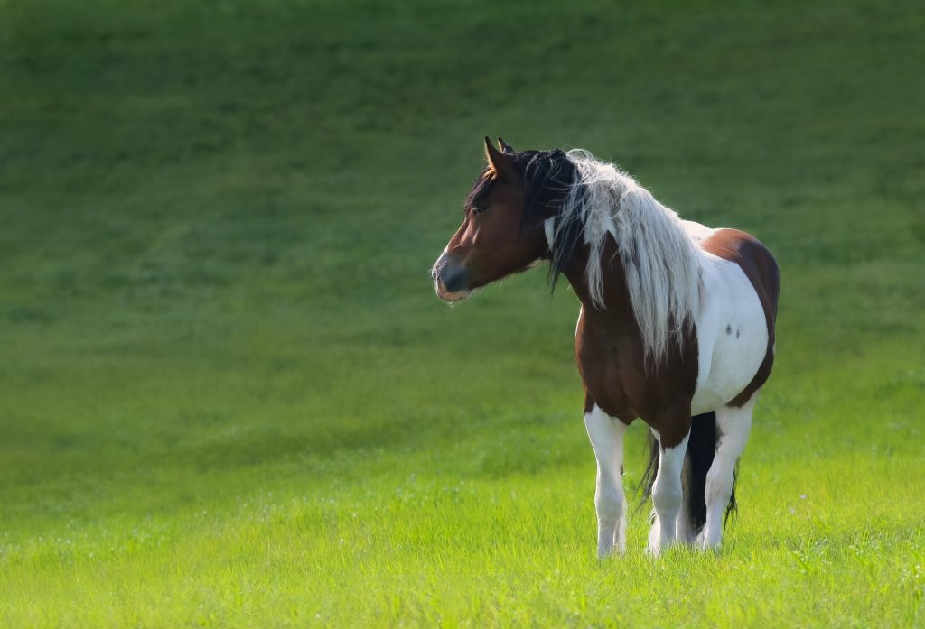 Mustang horse stand on green meadow.