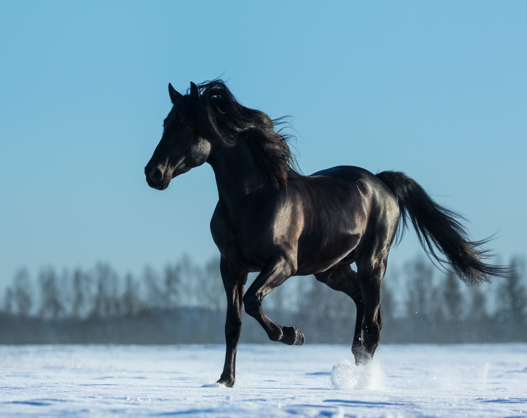 Black Mustang