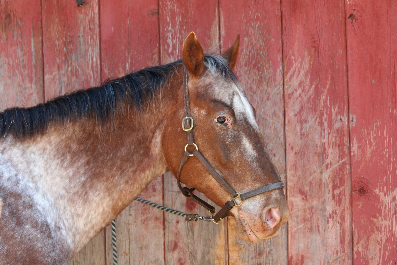 How long do Horses Live? A Helpful Guide Horsyland