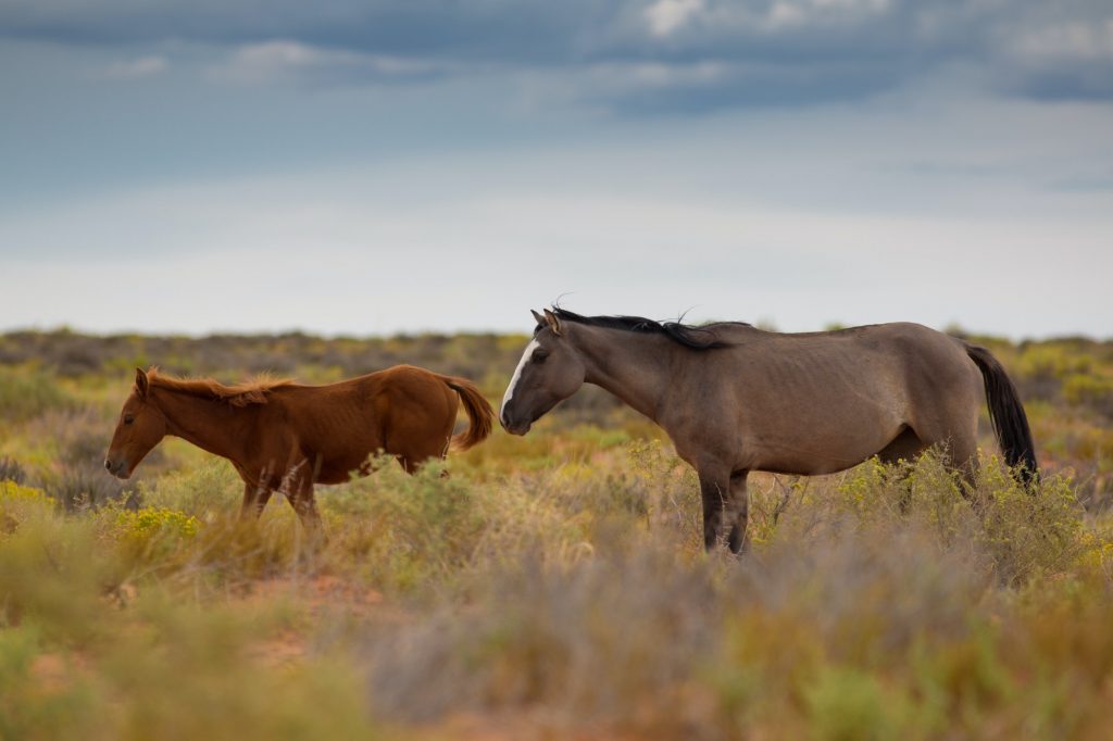 Wild Horses In Utah