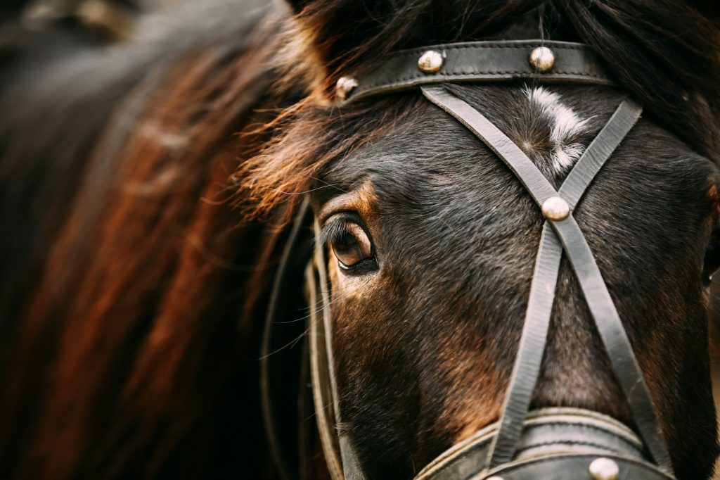 Close Up Of Arabian Bay Horse