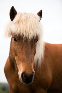 Portrait of icelandic horse